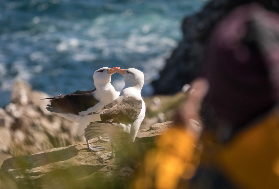 Guests witness the courtship ritual of the black-browed albatross on the Falkland Islands. 