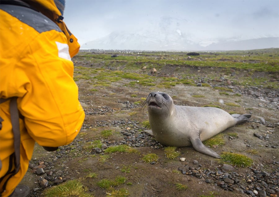An elephant seal pup and Quark Expeditions guests are mutually curious about each other.