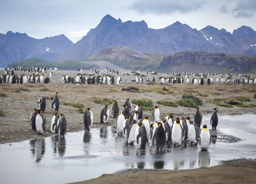 King penguins gather at Salisbury Plain, South Georgia.