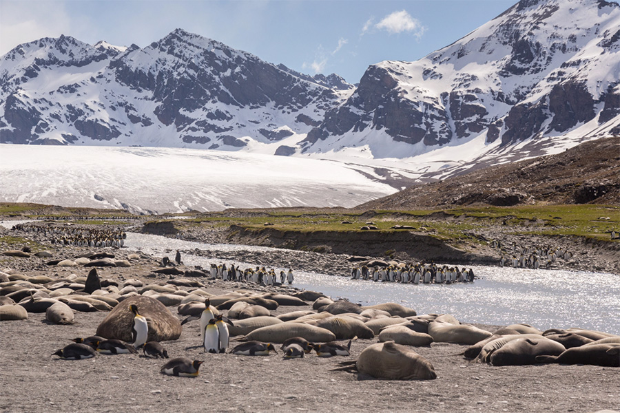 Elephant seals and king penguins pictured on the shores of the river at St. Andrew's Bay, South Georgia