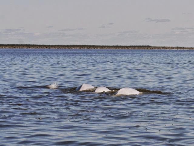               Beluga whales in the Canadian Arctic.