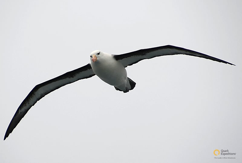 Albatross are among the many species birders can see in Chilean Patagonia. 