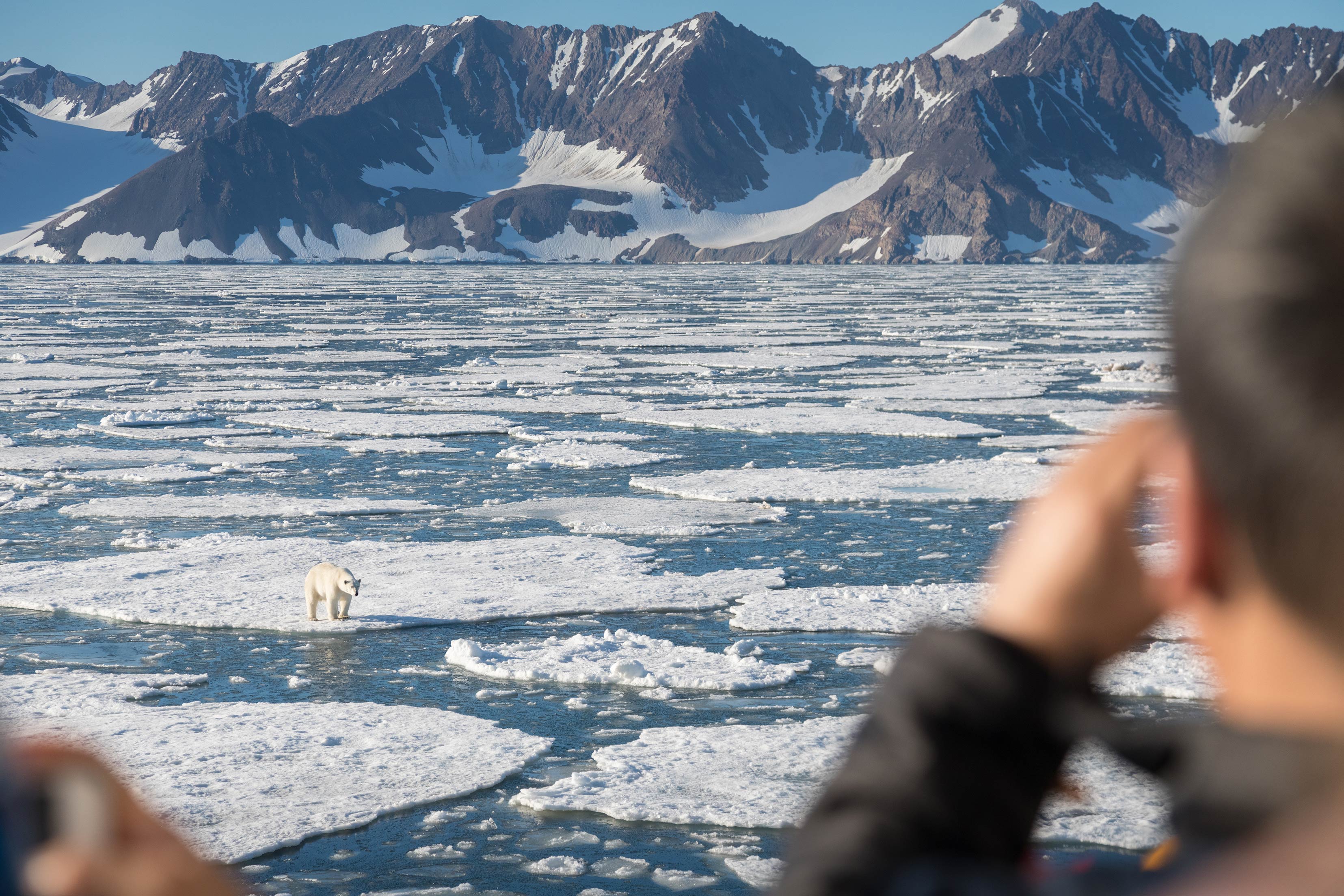 Quark Expeditions guests in East Greenland photograph a polar bear as it hunts for food along the ice edge.